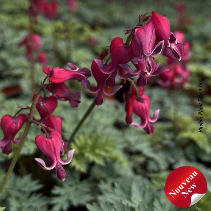 Dicentra spectabilis 'Red Fountain'