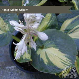 Hosta 'Dream Queen'