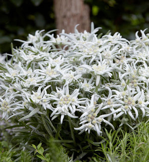 Leontopodium 'Blossom of Snow'