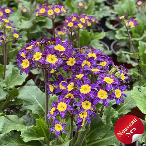 Primula 'Oakleaf Blue'