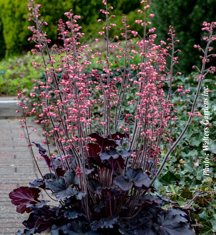 Heuchera 'Timeless Night'