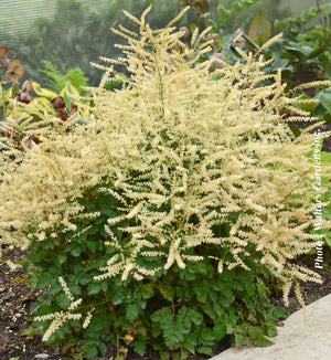 Aruncus 'Chantilly Lace'