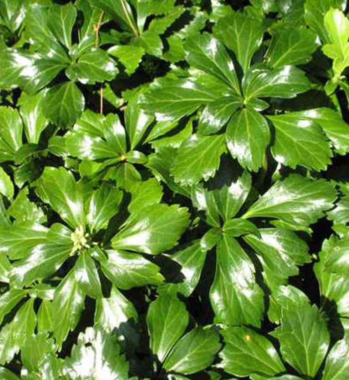 Pachysandra 'Green Sheen'