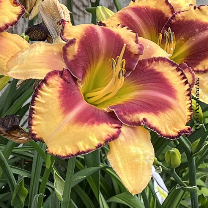 Hemerocallis Rainbow Rhythm® 'Blazing Glory'