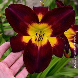 Hemerocallis Rainbow Rhythm® 'Persian Ruby'