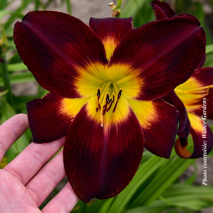 Hemerocallis Rainbow Rhythm® 'Persian Ruby'