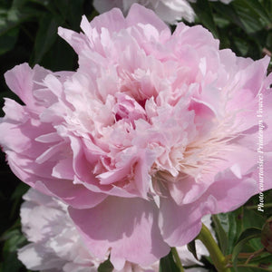 Paeonia lactiflora 'Noemie Demay'