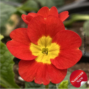 Primula Crescendo 'Bright Red'