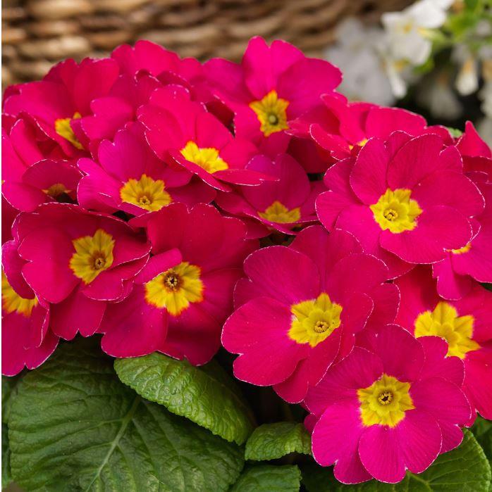 Primula Crescendo 'Rose Shades'