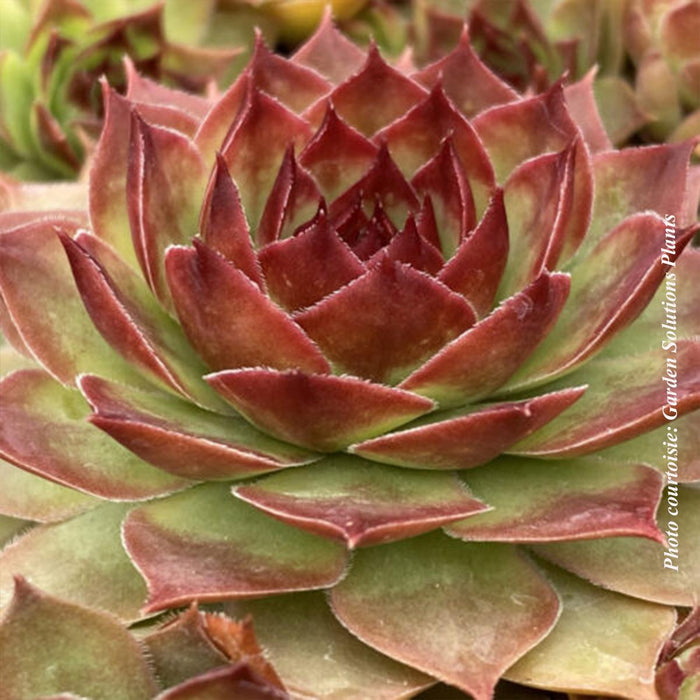 Sempervivum Chick Charms® GIANTS 'Copper Canyon'