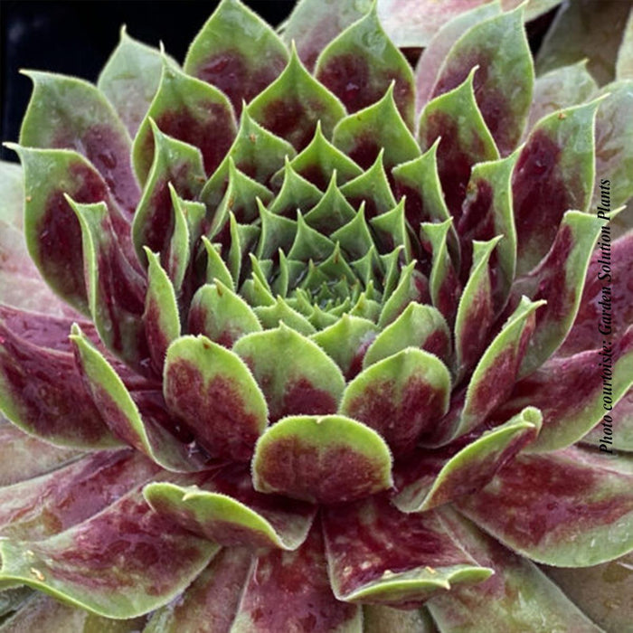 Sempervivum Chick Charms® GIANTS 'Emerald Explosion'