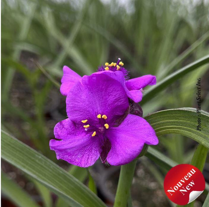 Tradescantia 'JS® Brainstorm'