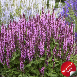 Salvia 'Pink Profusion'