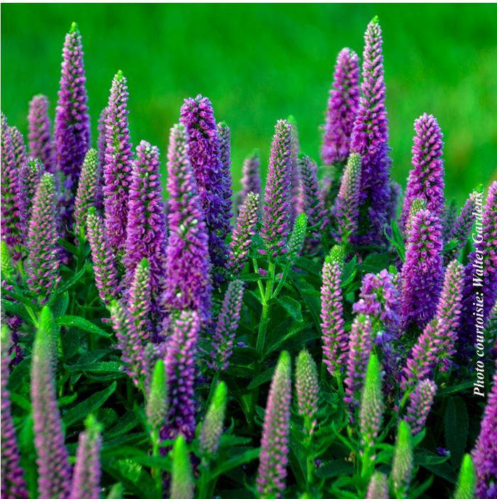 Veronica Magic Show® 'Purple Illusion'