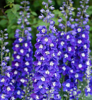 Delphinium Delgenius™ 'Blue Fabulosa'