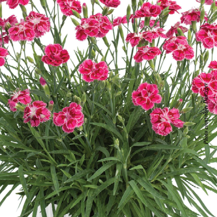 Dianthus Delilah™ 'Bicolor Magenta'