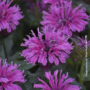 Monarda Upscale™ 'Lavender Taffeta'