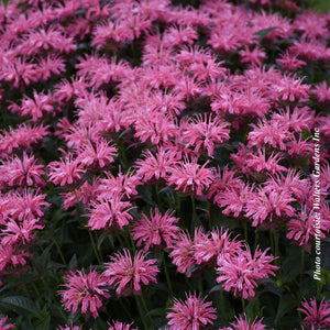 Monarda Upscale 'Pink Chenille'