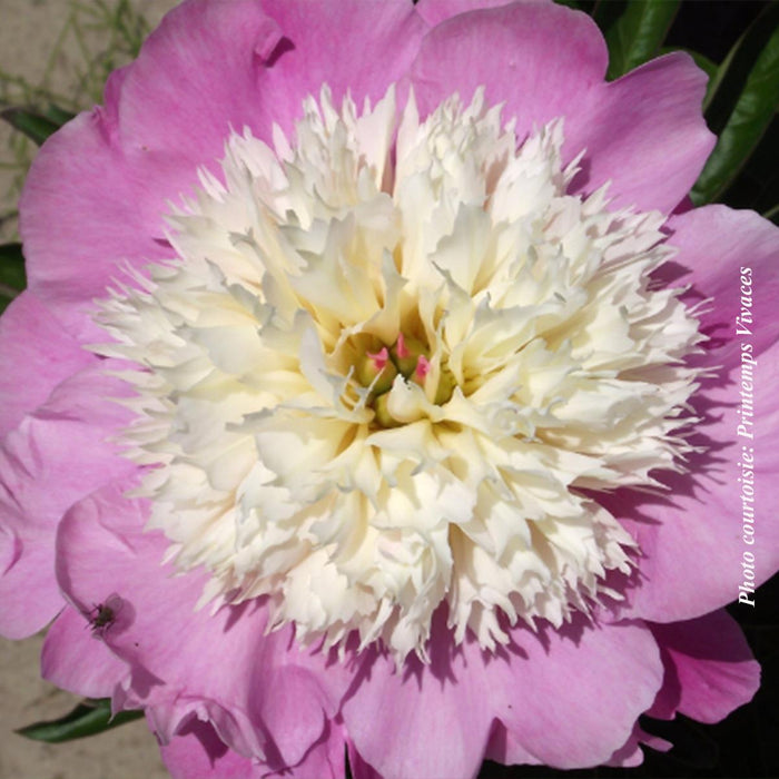 Paeonia lactiflora 'Cora Stubbs'