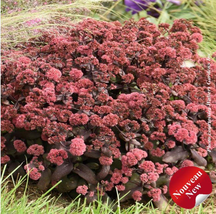 Sedum Rock'N Grow 'Midnight Velvet'