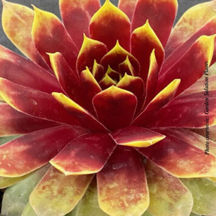 Sempervivum Chick Charms® GIANTS 'Gold Mine'