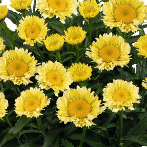 Leucanthemum Sweet Daisy™ 'Izabel' (sup.)