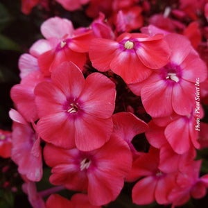 Phlox Garden Girls™ 'Glamour Girl'