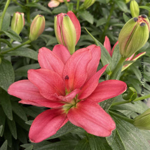 Lilium 'Pura Desierto'®