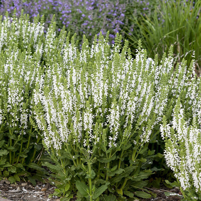 Salvia 'White Profusion'