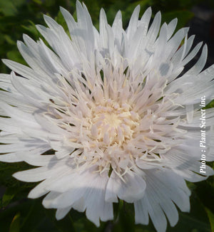 Stokesia 'Divinity'