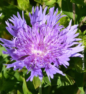 Stokesia 'Peachie's Pick'