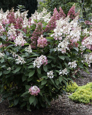 Hydrangea 'Candelabra®' - Tree Form