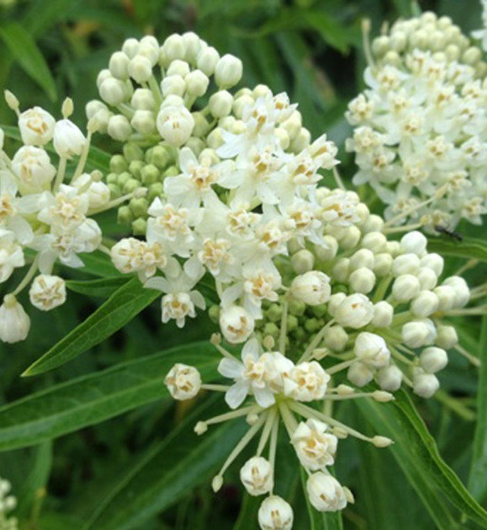 Asclepias 'Ice Ballet'