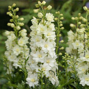 Delphinium Delgenius™ 'Neva'