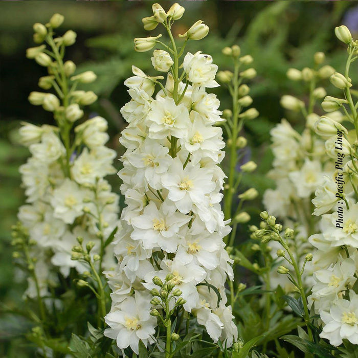 Delphinium Delgenius™ 'Neva'