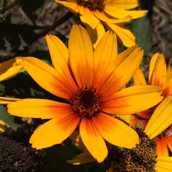 Heliopsis 'Sole Scuro'