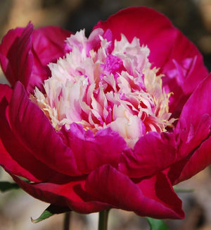 Paeonia lactiflora 'White Cap'