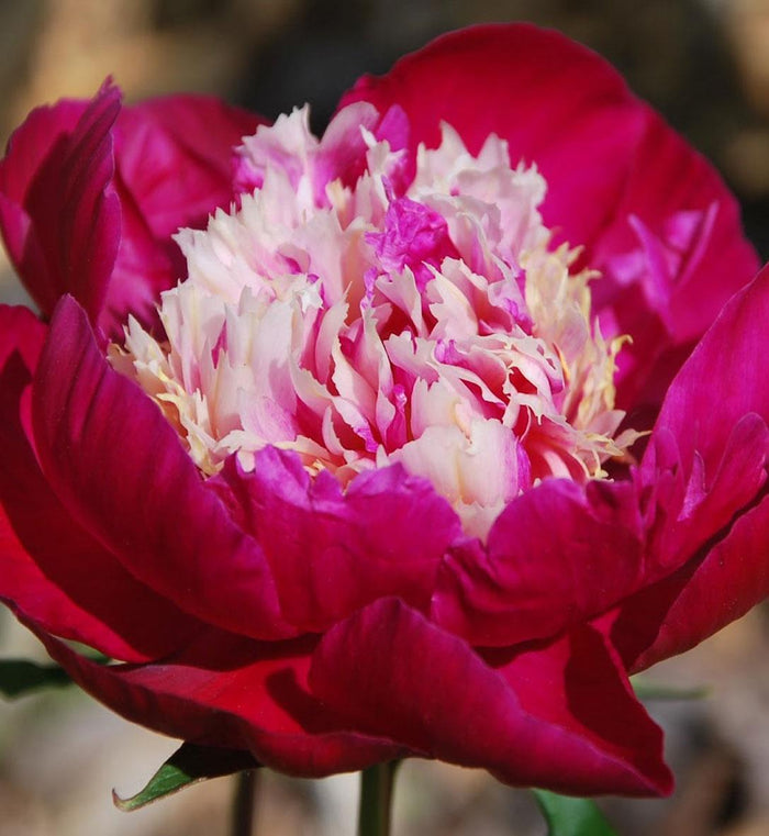 Paeonia lactiflora 'White Cap'