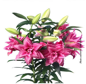 Lilium Roselily™ 'Esra' (Double Oriental)