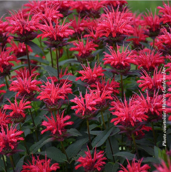 Monarda Upscale™ 'Red Velvet' | Beyond the House