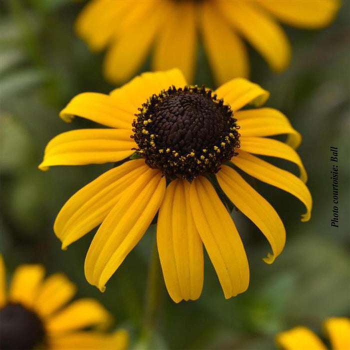 Rudbeckia 'Goldblitz'