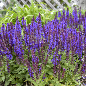 Salvia 'Violet Profusion'