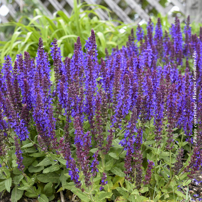 Salvia 'Violet Profusion'