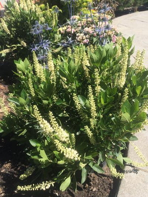 Clethra alnifolia 'Sixteen Candles'