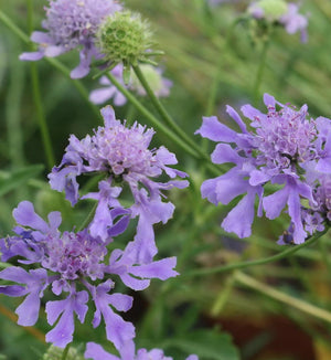 Scabiosa 'Blue Horizon'