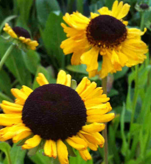 Helenium 'Tip Top'