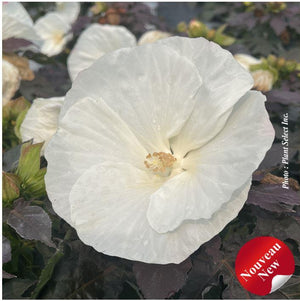 Hibiscus Summerific® 'Cookies and Cream'