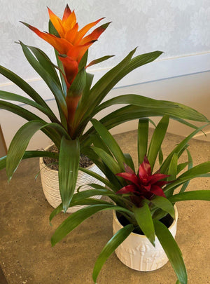 Plant Arrangement - Tropical Fun