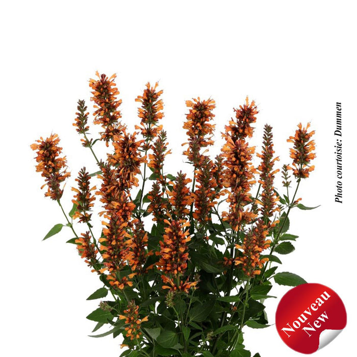 Agastache Honeysticks 'Ember'