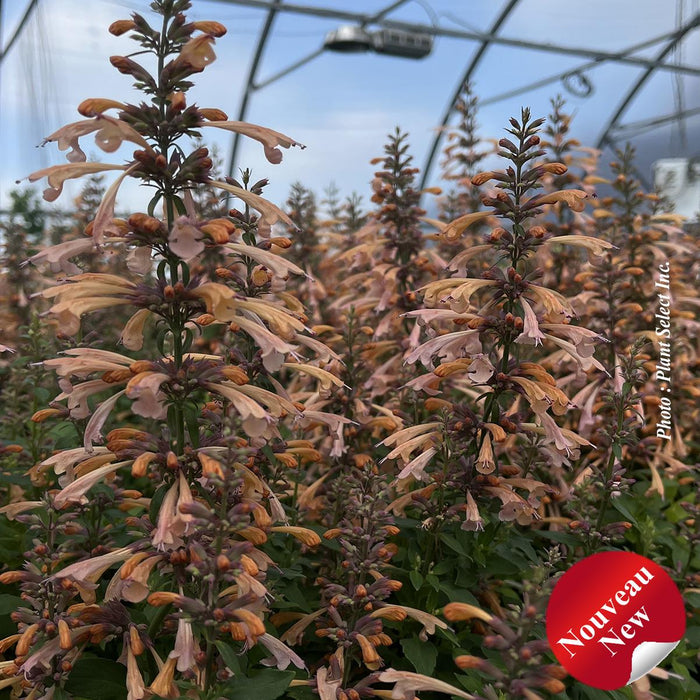 Agastache Honeysticks 'Sandstone'